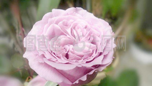 月季品種圖鑒app（月季課件app）