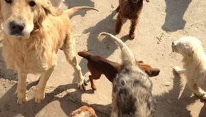 武漢落雁島流浪狗救助站電話號(hào)碼(流浪狗狗救助中心)