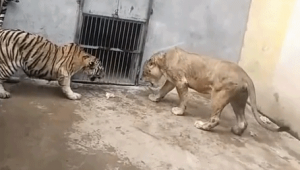 老虎打一群獅子(老虎雄獅打架)