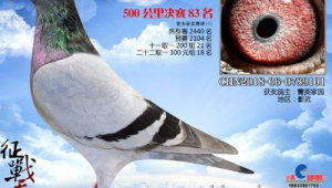 2016年立群公棚決賽成績（立群賽鴿公棚）