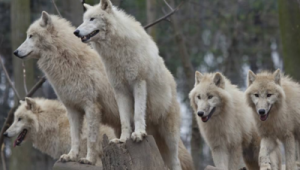 狼群敢攻擊棕熊嗎(狼群和棕熊)